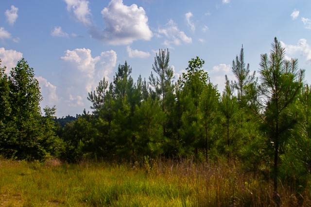 0 Persimmon Ridge Hohenwald, TN 38462 - Photo 15 of 25 Gallery Image 15