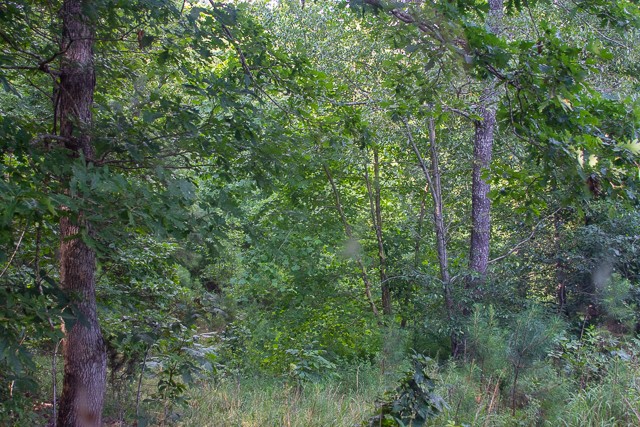 0 Persimmon Ridge Hohenwald, TN 38462 - Photo 20 of 25 Gallery Image 20