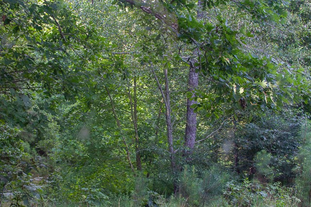 0 Persimmon Ridge Hohenwald, TN 38462 - Photo 21 of 25 Gallery Image 21