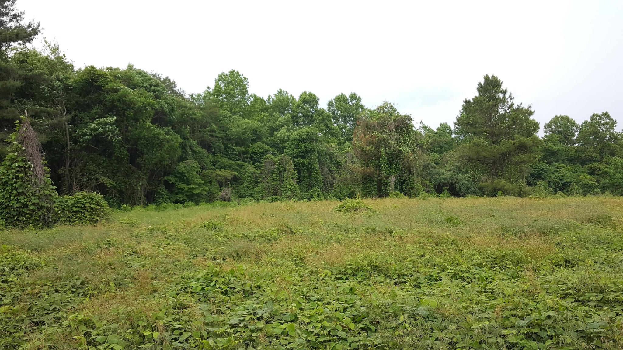 0 Fiske Road Harriman, TN 37748 - Photo 1 of 4 Gallery Image 1