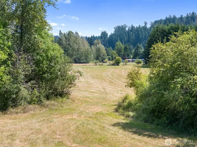 a view of a forest with trees in the background