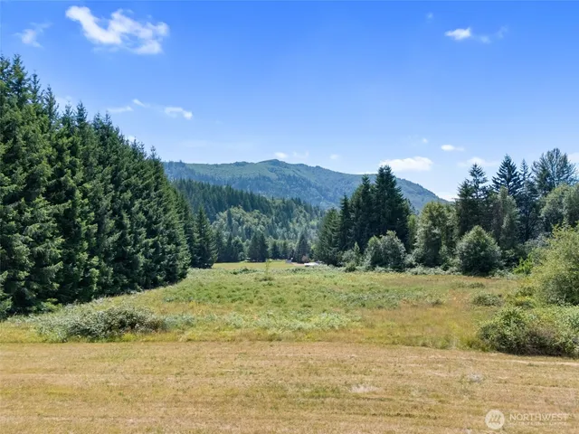 a view of a lush green forest