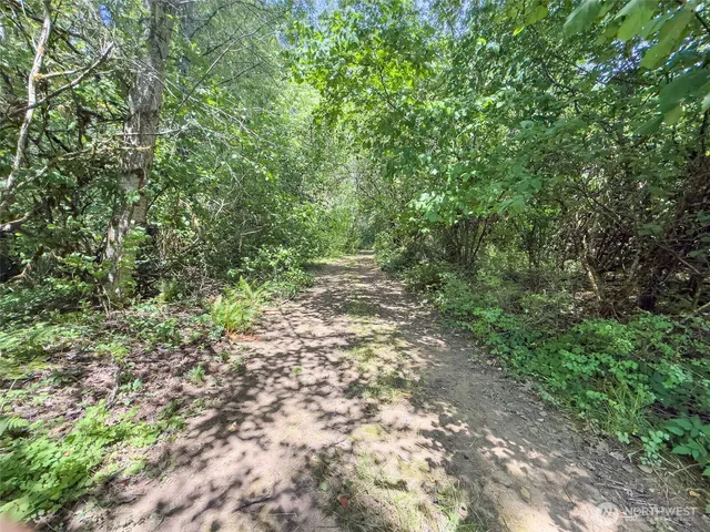 a view of a lush green forest with lots of trees