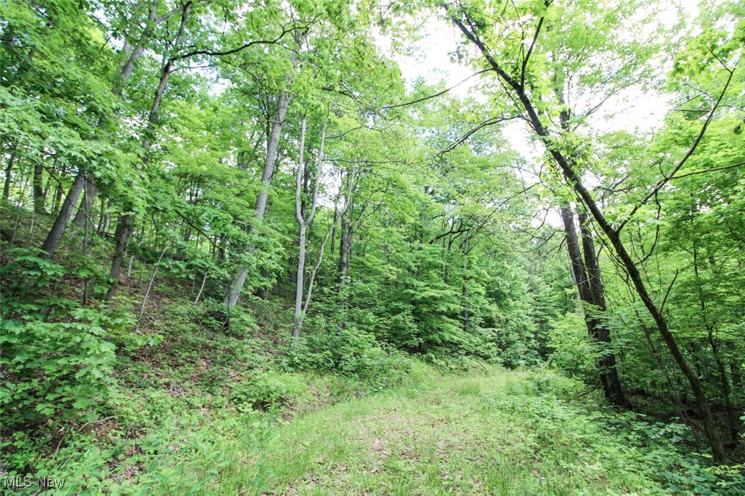 19 Zion Ridge Road Marietta, OH 45750 - Photo 5 of 19 View of tree filled area