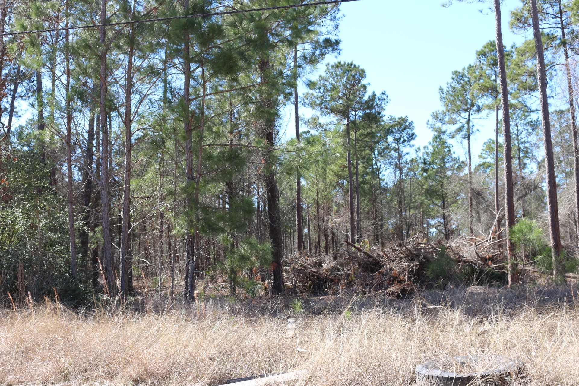 12-1 North Hanson Road Onalaska, TX 77360 - Photo 13 of 44 a view of forest
