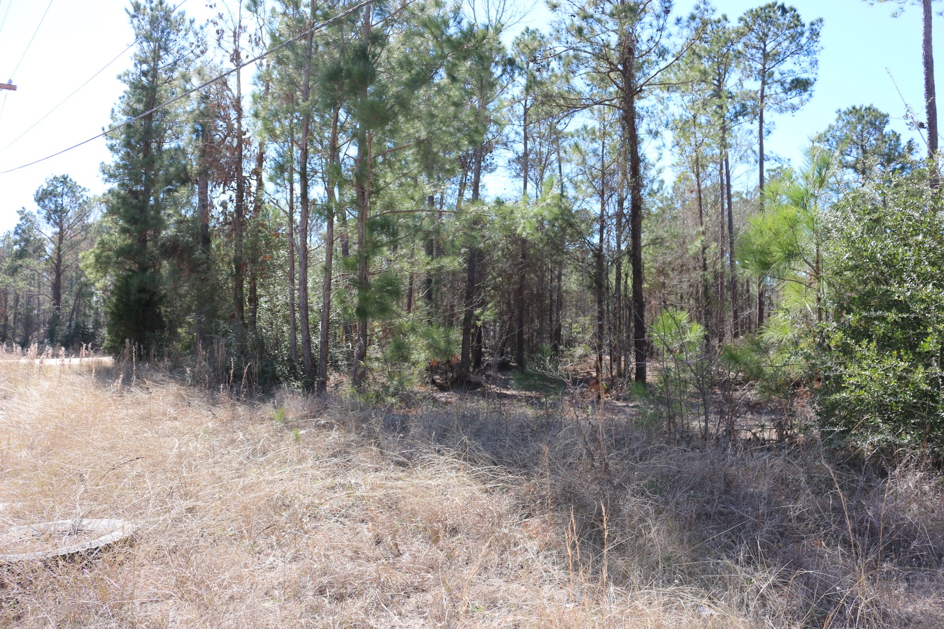 12-1 North Hanson Road Onalaska, TX 77360 - Photo 17 of 44 a view of a forest with trees in the background