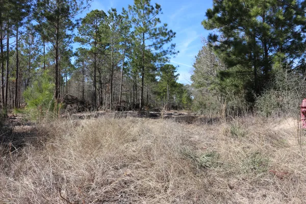 a view of a forest with trees