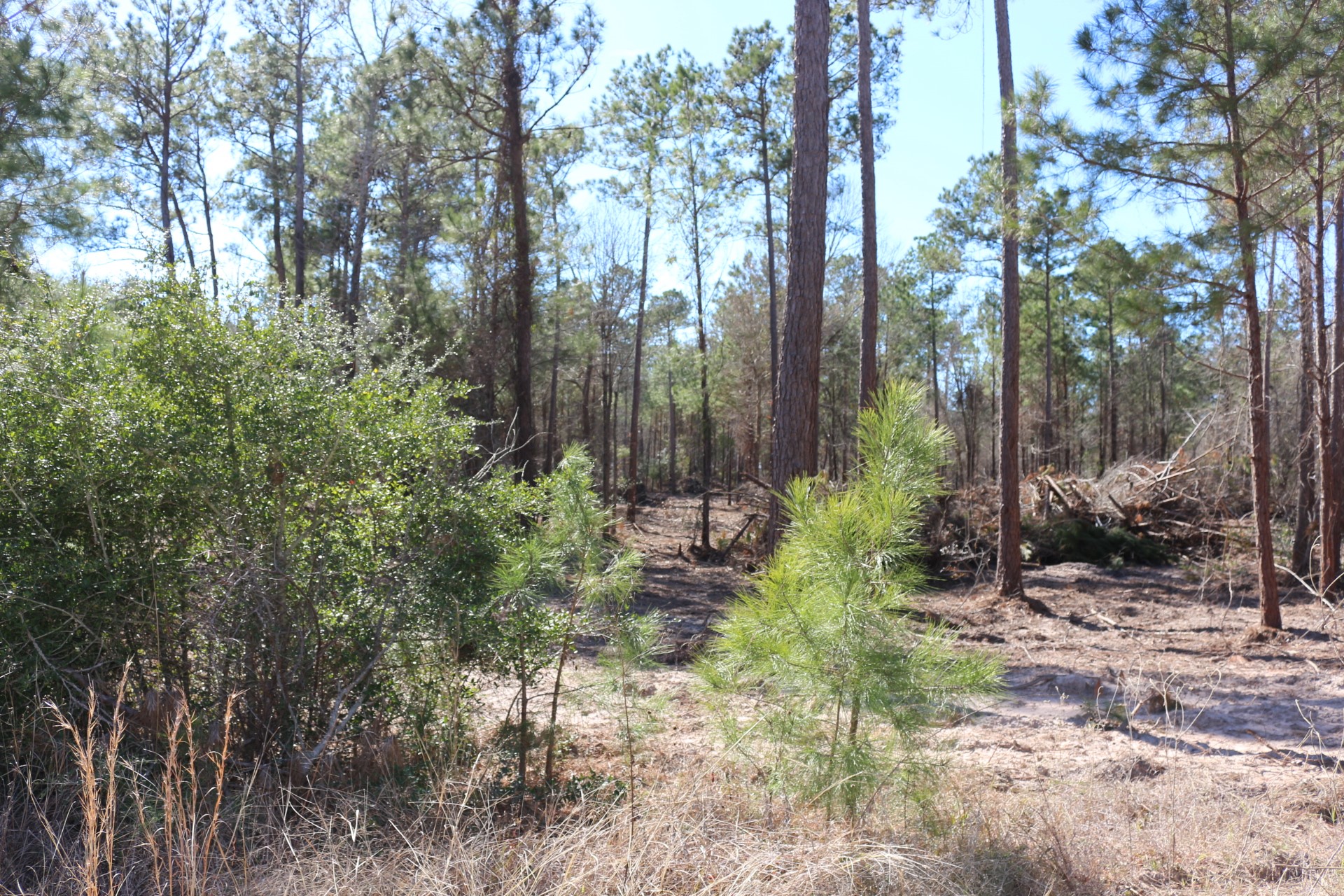 12-1 North Hanson Road Onalaska, TX 77360 - Photo 23 of 44 a view of backyard with green space
