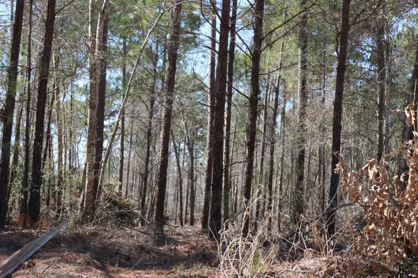 a view of a yard with trees