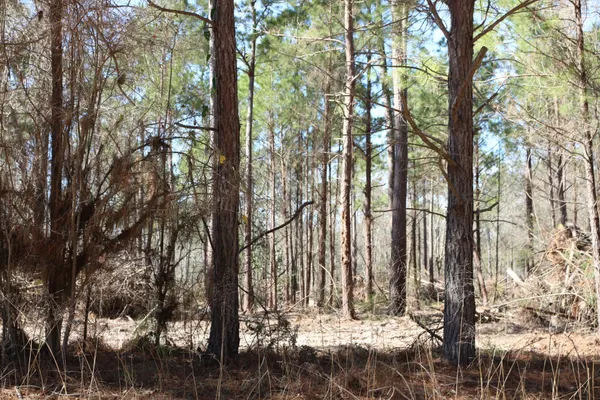 a view of a dry yard with trees