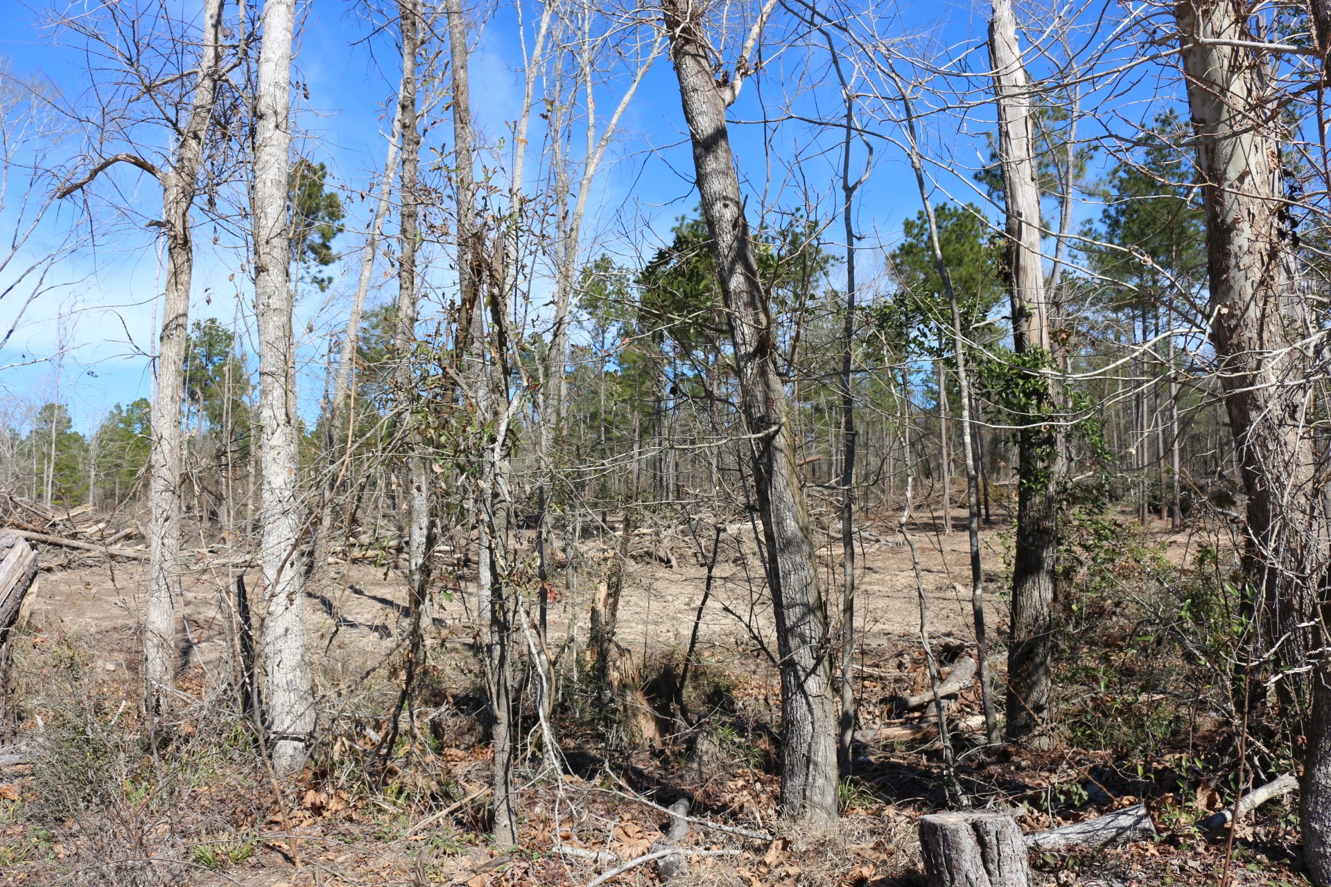 12-1 North Hanson Road Onalaska, TX 77360 - Photo 38 of 44 a view of a yard