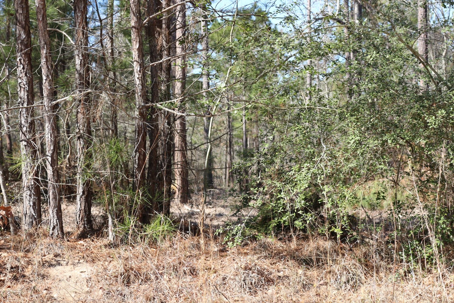 12-1 North Hanson Road Onalaska, TX 77360 - Photo 5 of 44