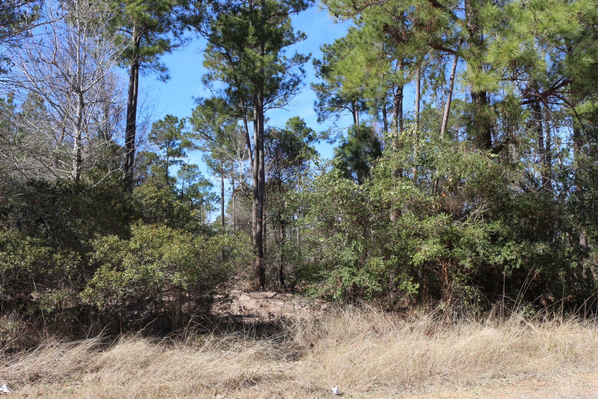 12-1 North Hanson Road Onalaska, TX 77360 - Photo 8 of 44 a view of a yard with plants and large trees