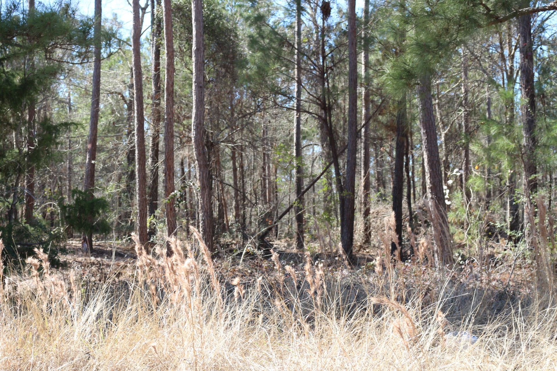 12-1 North Hanson Road Onalaska, TX 77360 - Photo 10 of 44 a view of forest