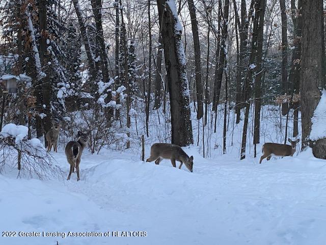8654 Babcock Road Bellevue, MI 49021 - Photo 55 of 71 Deer