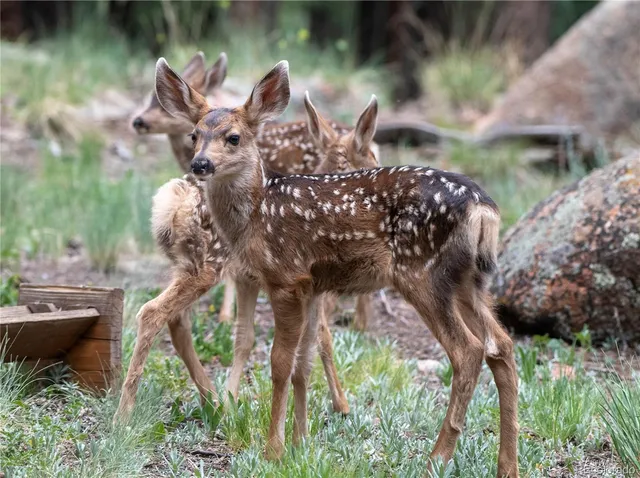 $1,031,500 | 48 Allen Circle, Pine, CO 80470