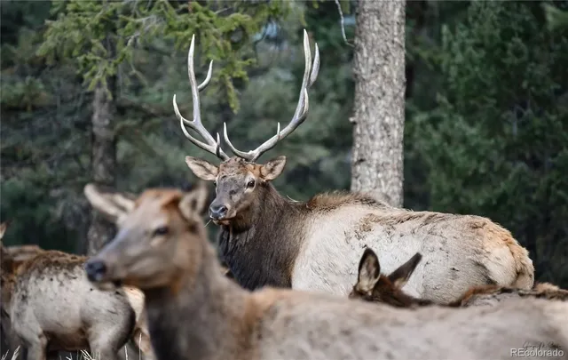 $1,031,500 | 48 Allen Circle, Pine, CO 80470