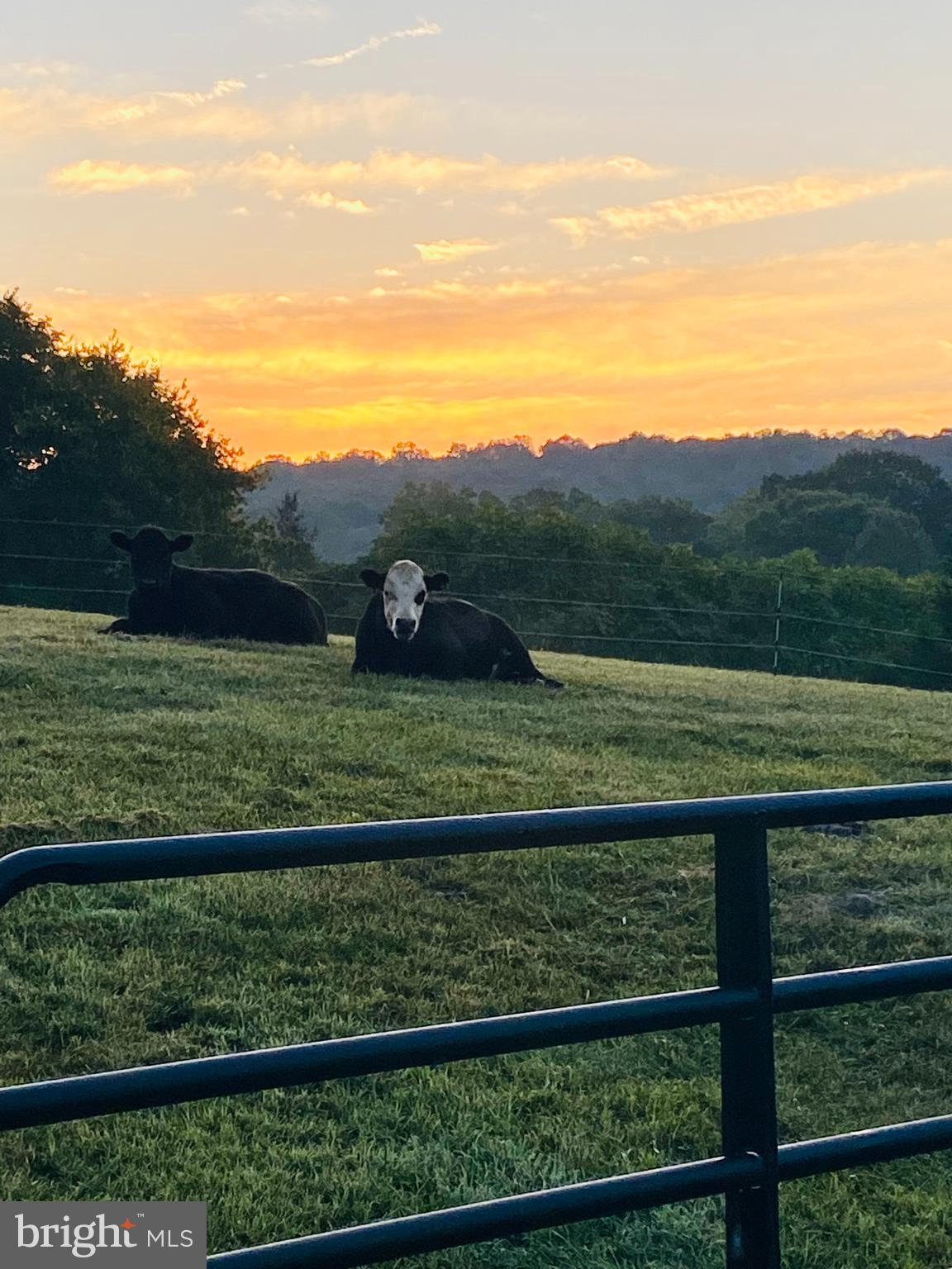 8487 Leeds Manor Road Warrenton, VA 20186 - Photo 52 of 53 Raise your own organic beef! yummmmmm