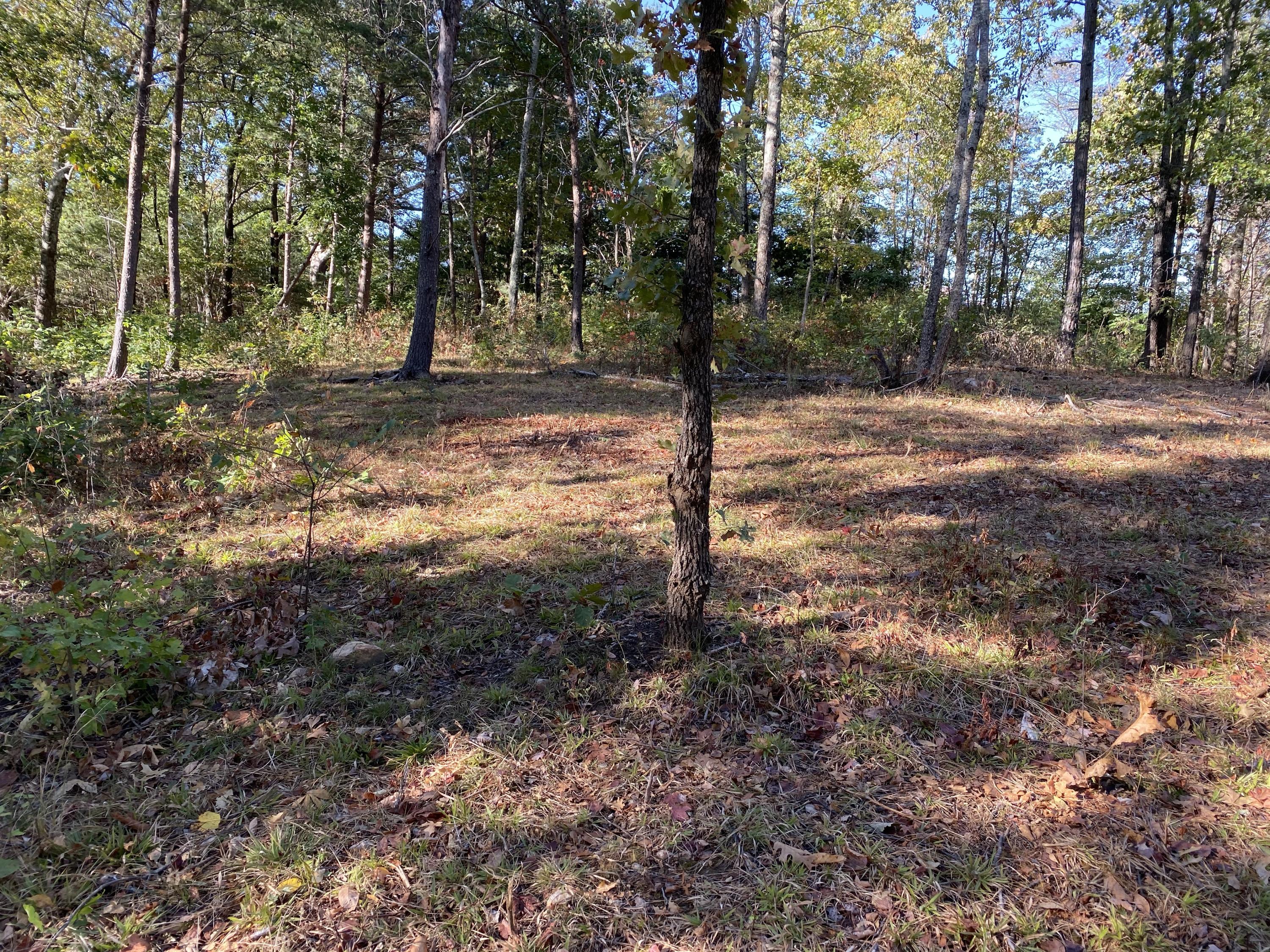 Ridgewalk Road Cosby, TN 37722 - Photo 3 of 12 IMG_0139