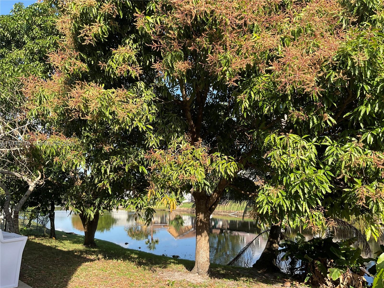 3161 Venice Way Miramar, FL 33025 - Photo 36 of 37 a view of a tree