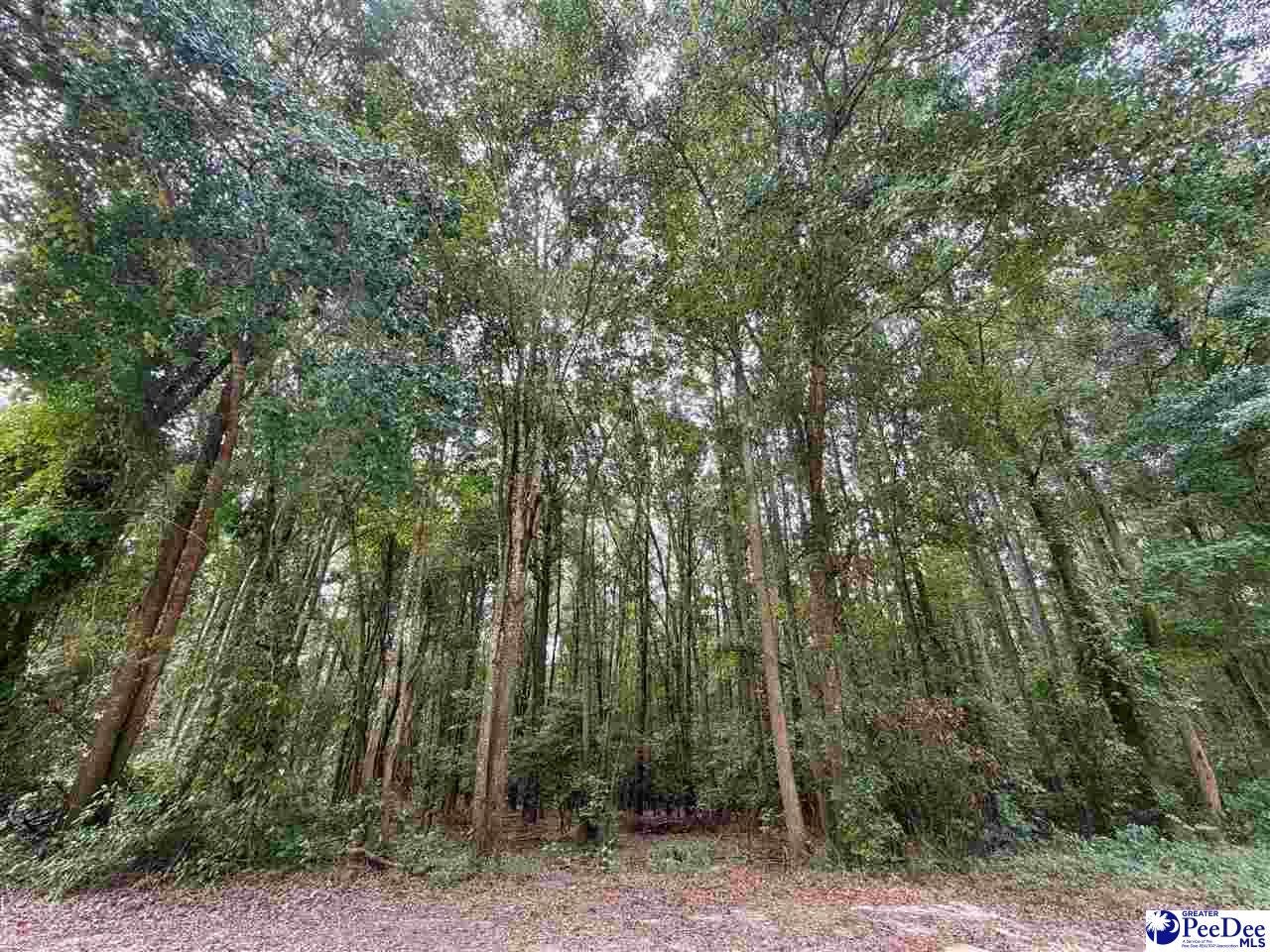 Pleasant Valley Road Cheraw, SC 29520 - Photo 1 of 6 Gallery Image 1
