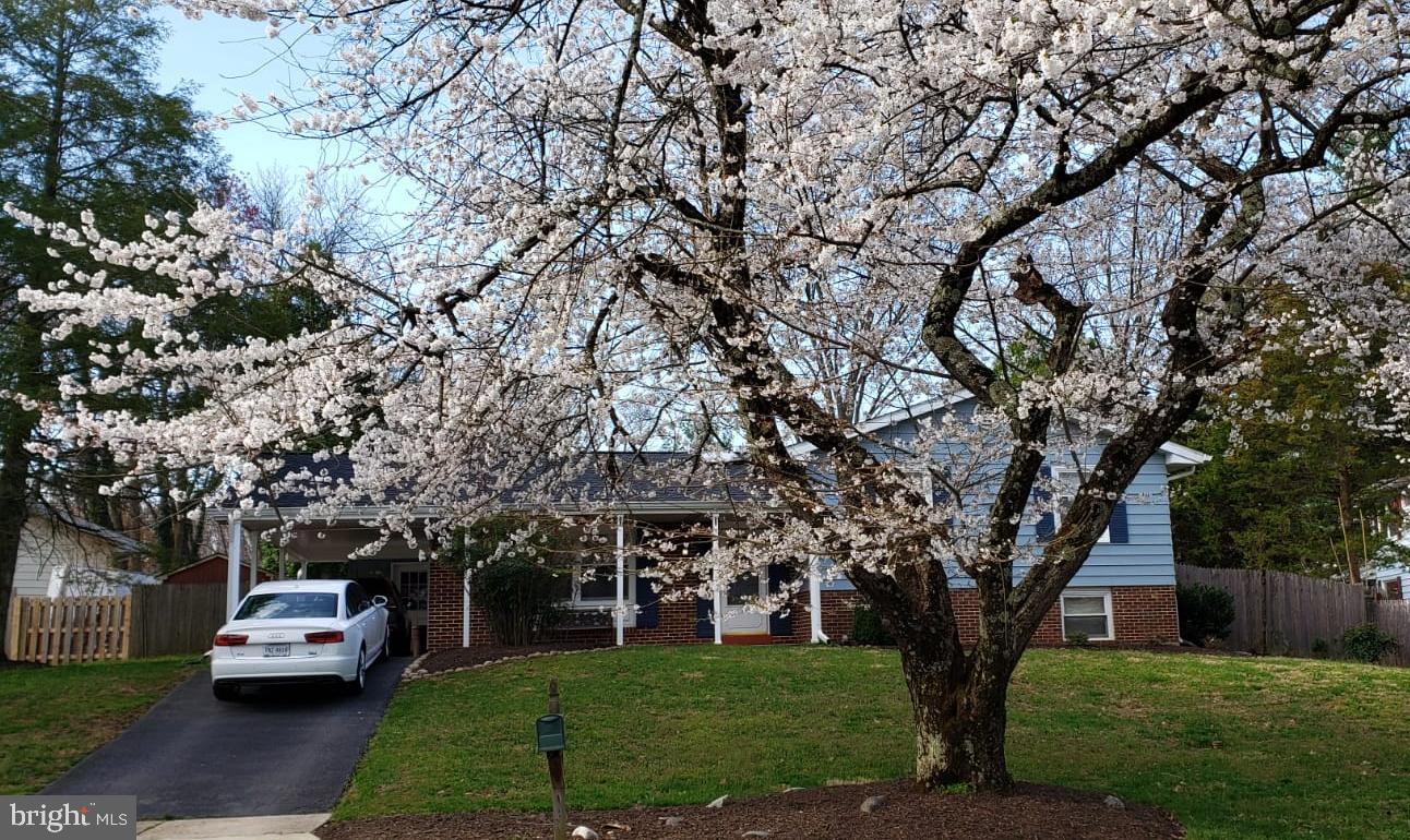 11340 Rambling Road Gaithersburg, MD 20879 - Photo 41 of 42 The beautiful cherry trees of Spring!