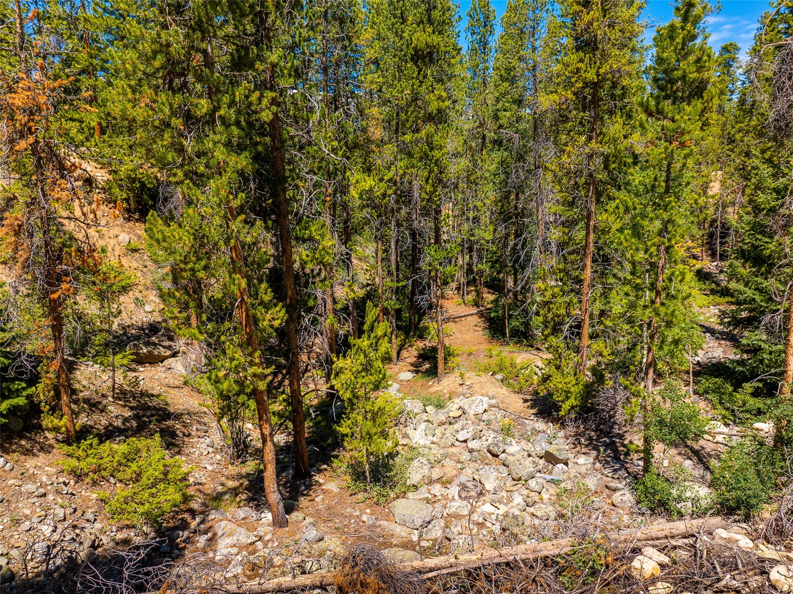 309 Royal Tiger Road Breckenridge, CO 80424 - Photo 3 of 12 a view of a tree with a yard
