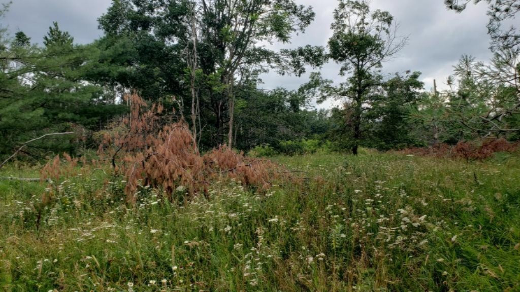 East 96th Street Reed City, MI 49677 - Photo 13 of 17 20190729_133421