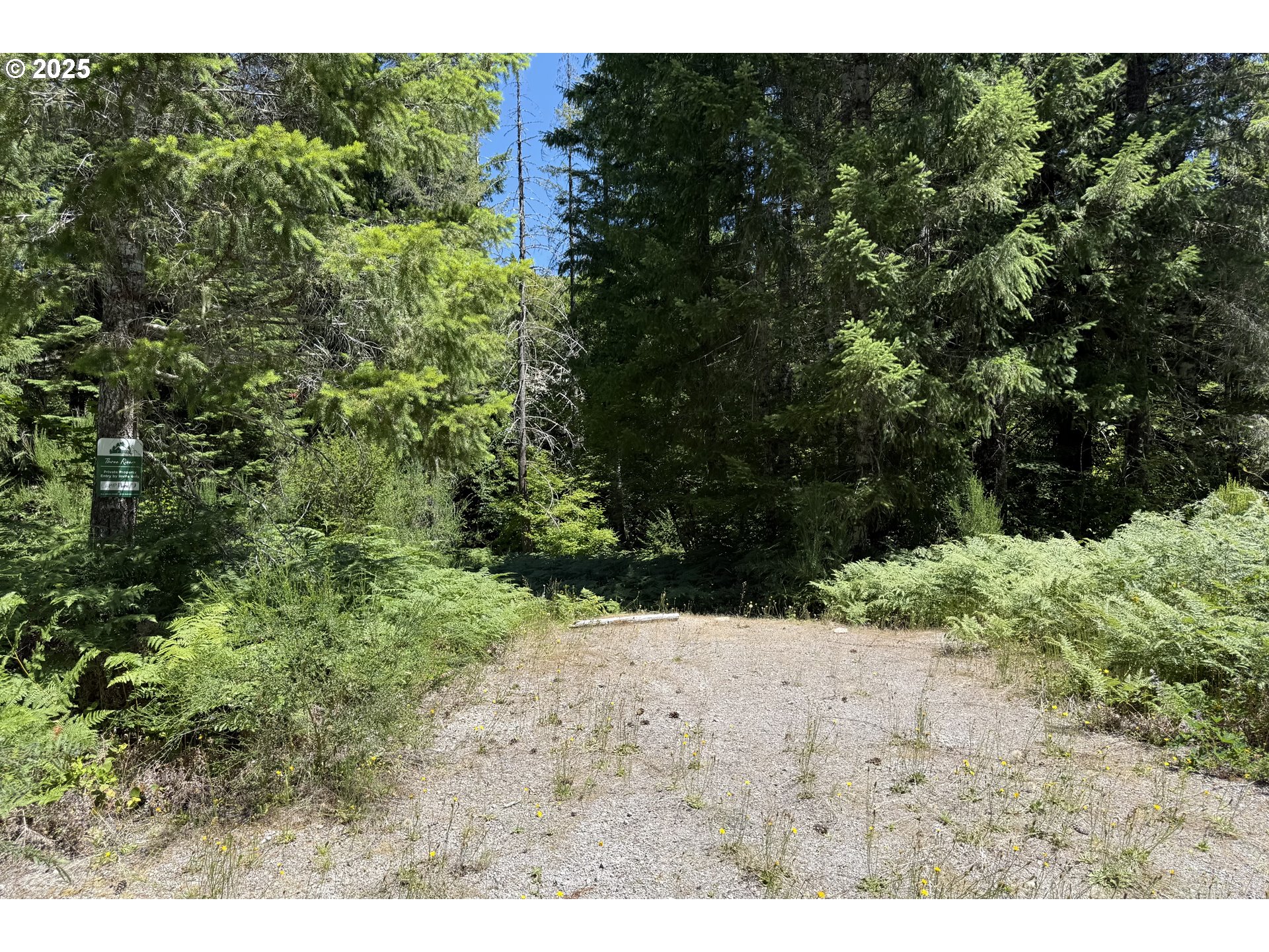 a view of a dry yard covered with trees