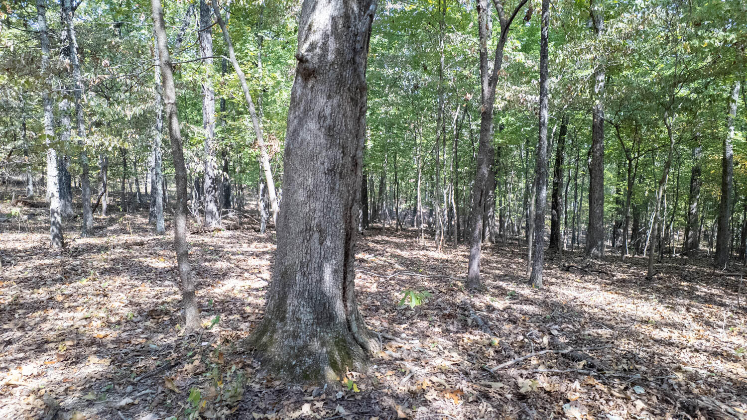 0 County Road 3540 Mountain View, MO 65548 - Photo 8 of 19 Hunting proparty006