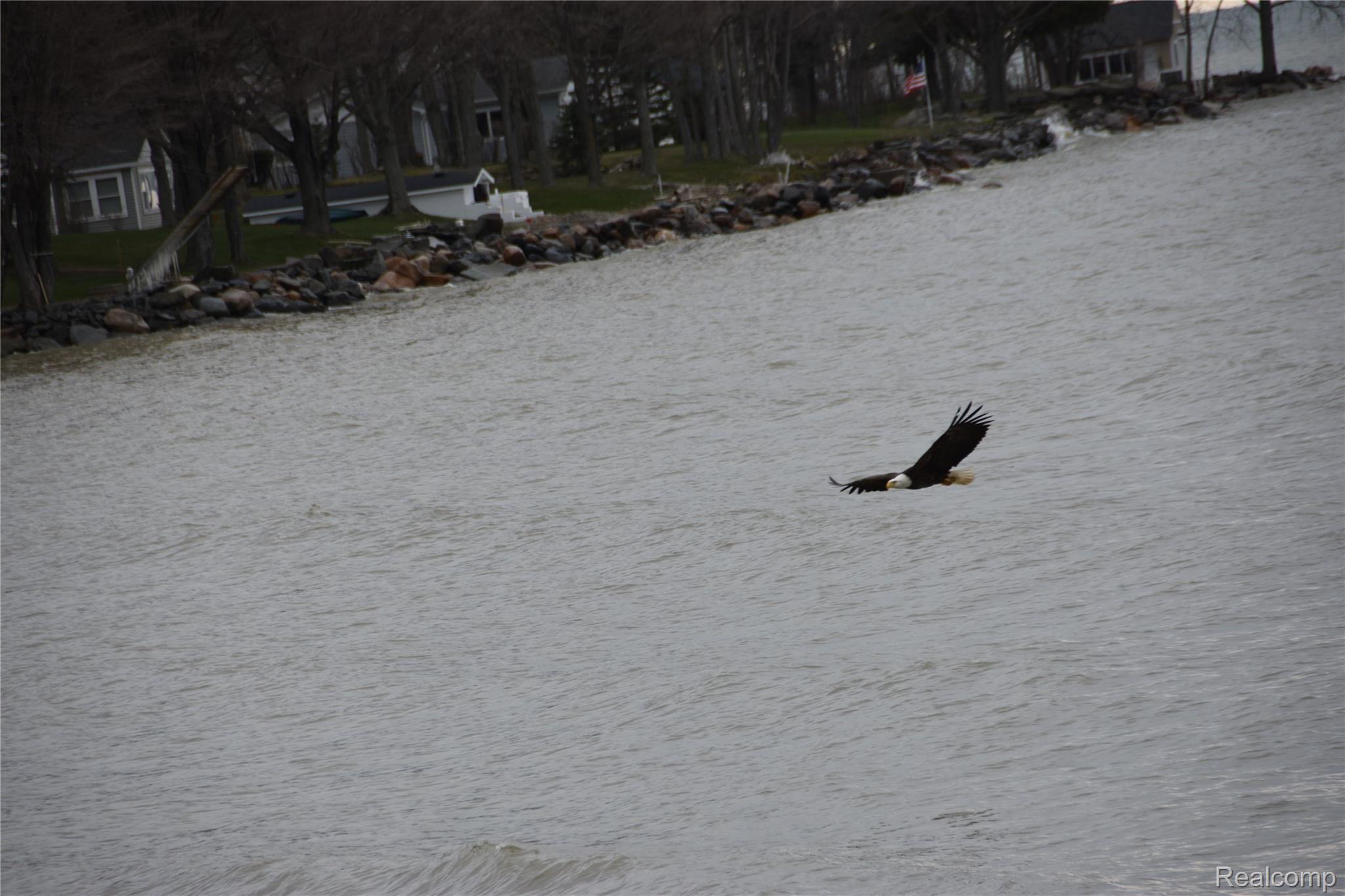 3325 Pointe Aux Barques Road Port Austin, MI 48467 - Photo 38 of 42 Bald Eagle Soaring.JPG