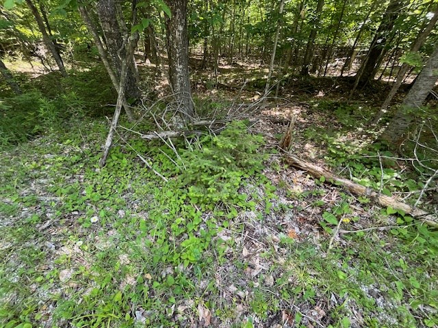 Lot 28 Fawn Lane Ellison Bay, WI 54210 - Photo 3 of 8