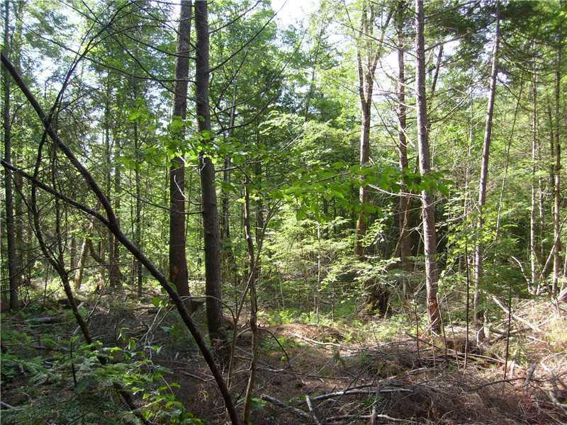 0 Morrill Road Cornish, ME 04020 - Photo 2 of 3 Land. This is a typical shot of the...