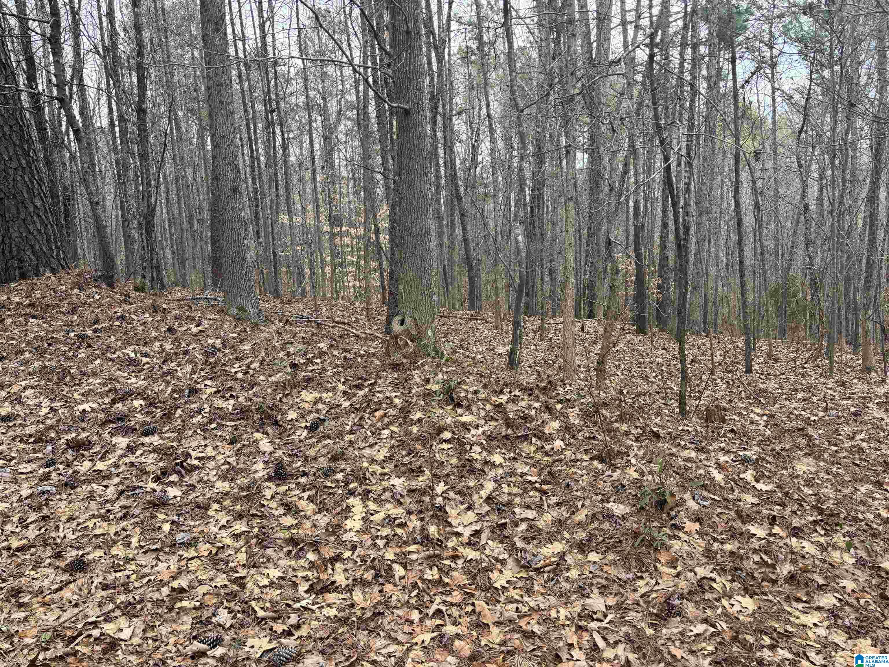 6901 Sellers Road Dora, AL 35062 - Photo 1 of 3