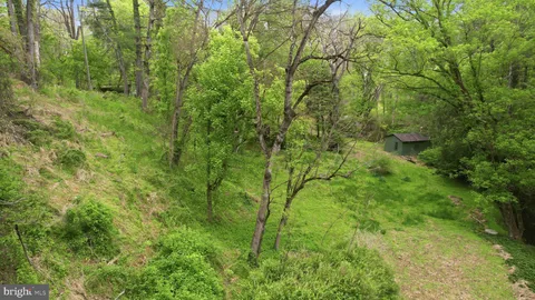 a view of a lush green forest