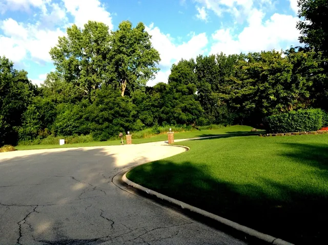 a view of a park with large trees