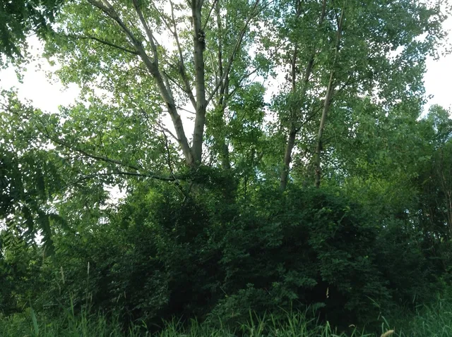 a view of a lush green forest