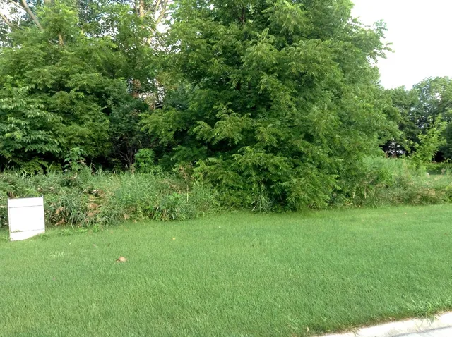 a view of a lush green space
