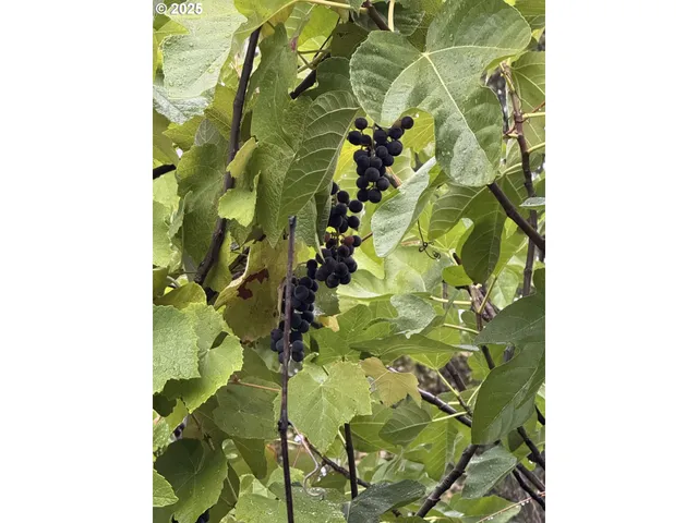 $299,900 | 31970 Fern Road, Philomath, OR 97370