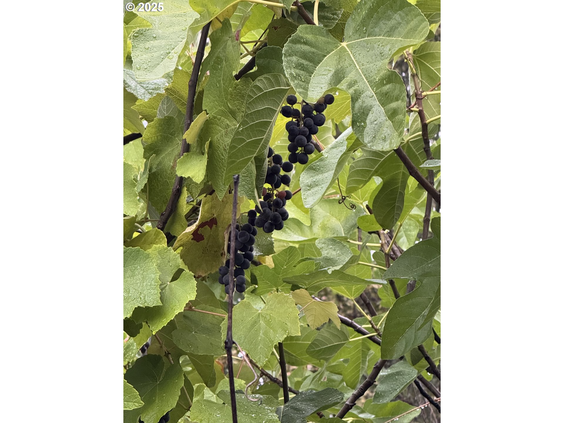 31970 Fern Road Philomath, OR 97370 - Photo 17 of 23