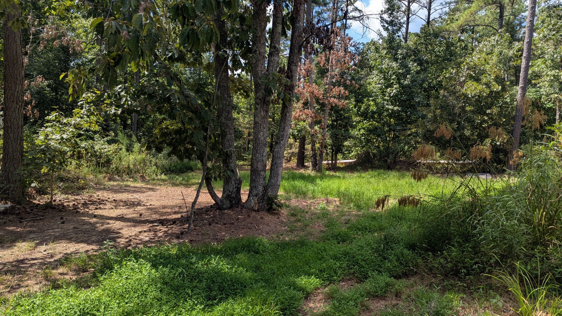 0 Carter Hollow Road Linden, TN 37096 - Photo 9 of 26 Gallery Image 9