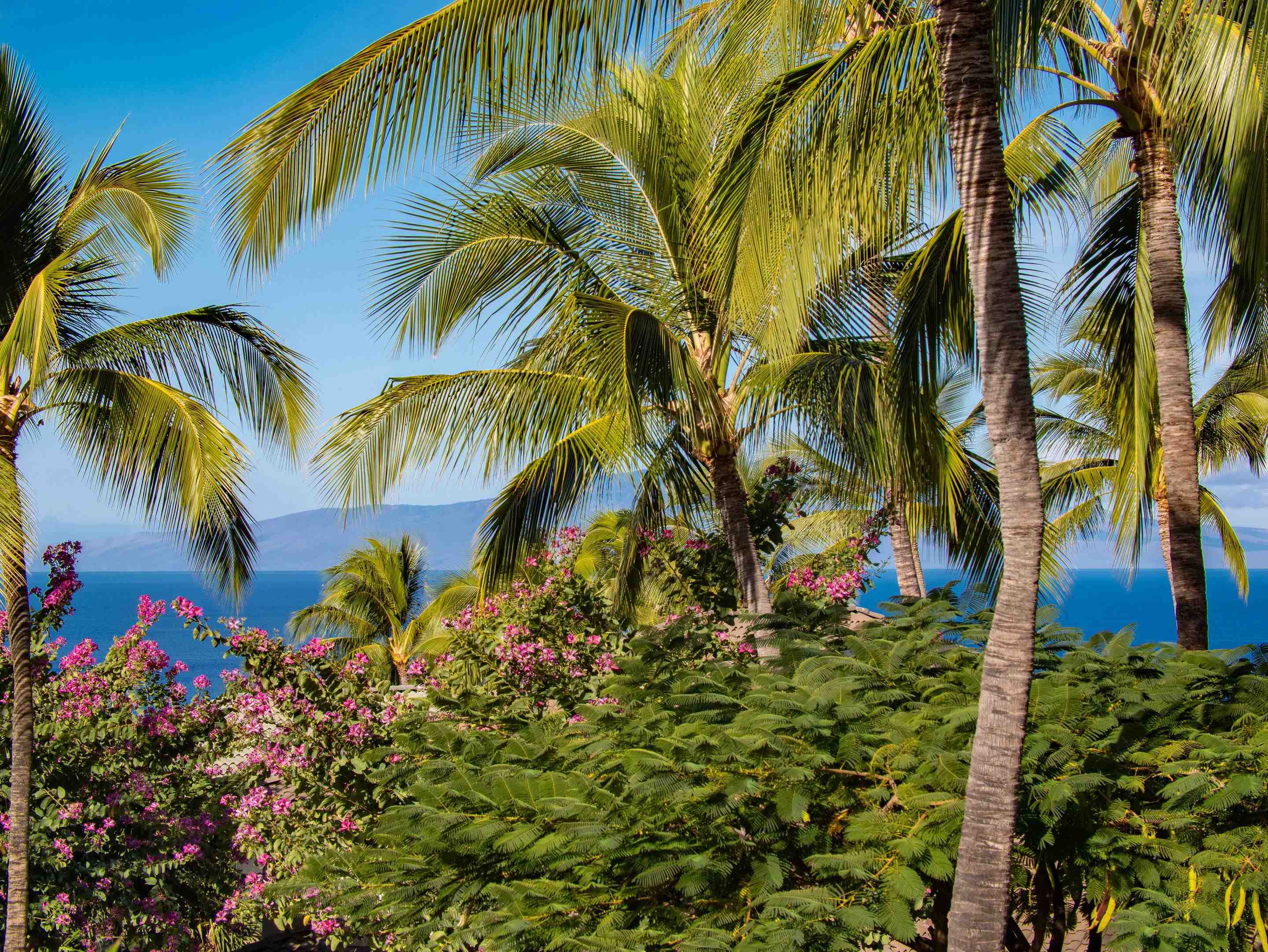 72 Kainui Loop, Unit 70A Kihei, HI 96753 - Photo 12 of 50 a view of a palm trees