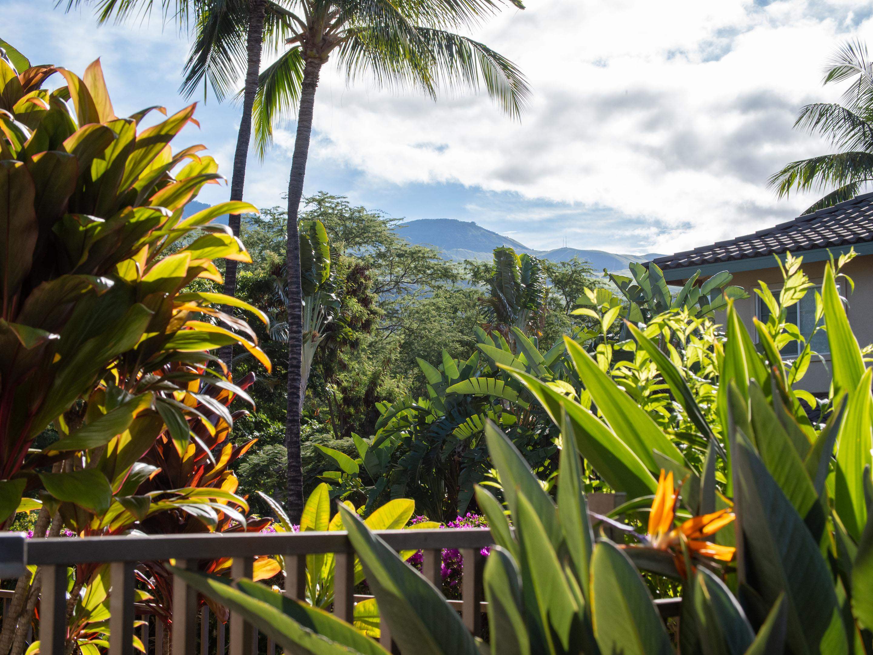 72 Kainui Loop, Unit 70A Kihei, HI 96753 - Photo 46 of 50 a view of a palm tree