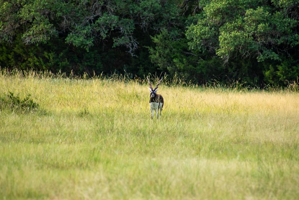 Undisclosed Address Rocksprings, TX 78880 - Photo 18 of 50