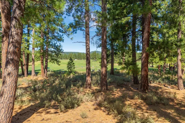 a view of a yard with plants and trees
