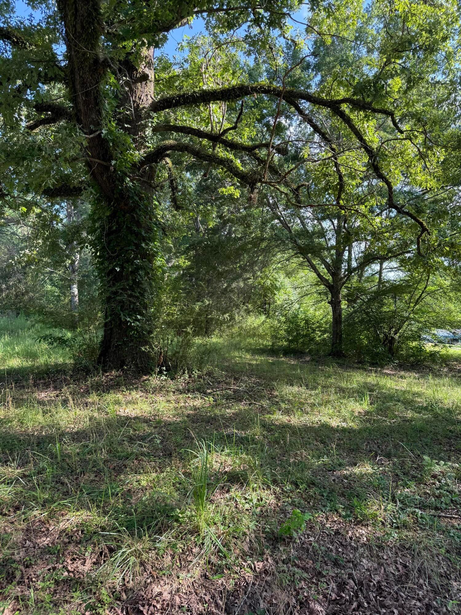 1529 Cheatham Road Carbon Hill, AL 35549 - Photo 1 of 7 Gallery Image 1