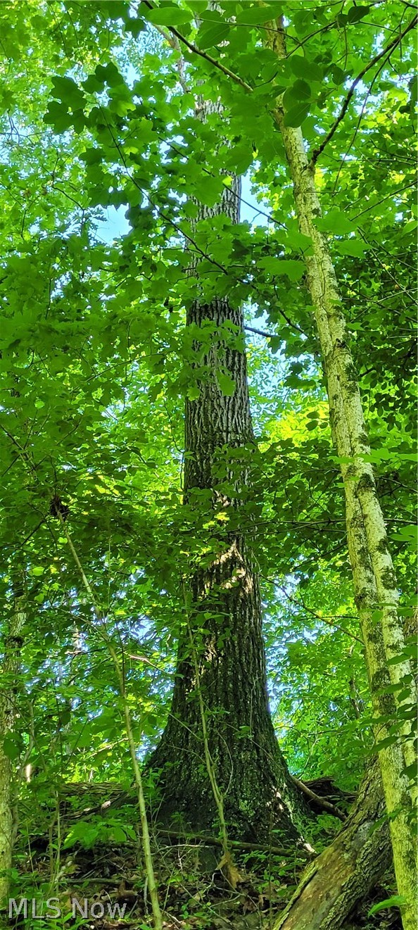Hollis Clark Road Caldwell, OH 43724 - Photo 22 of 49