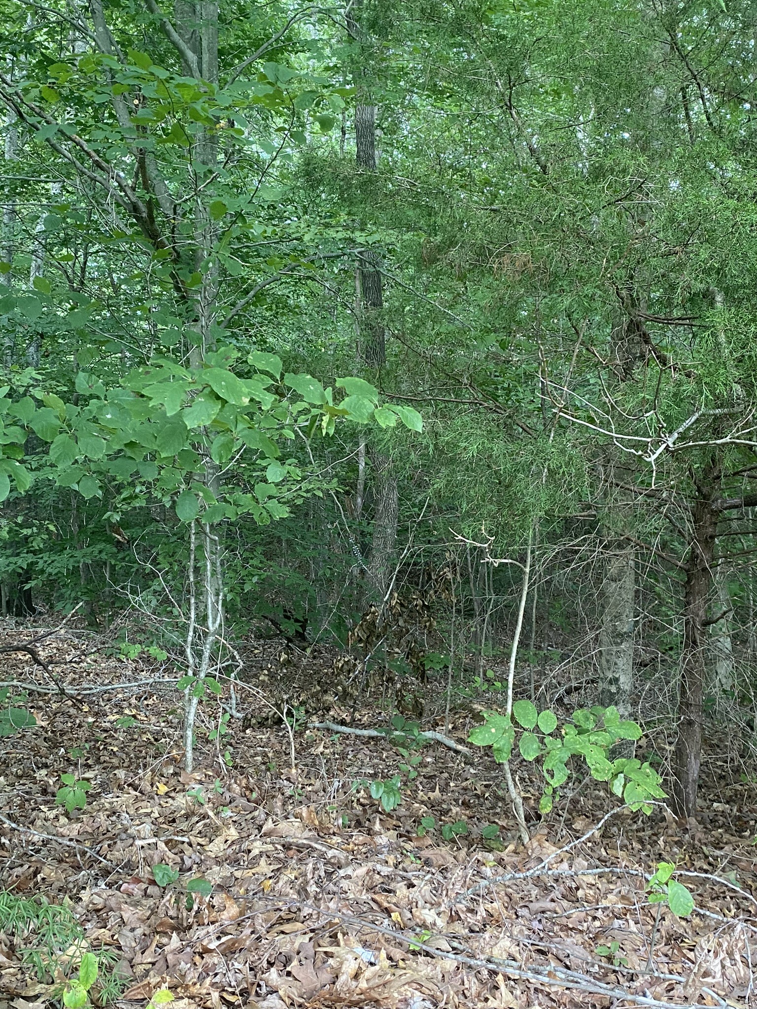 124 Little Pond Road Big Rock, TN 37023 - Photo 13 of 16 Gallery Image 13