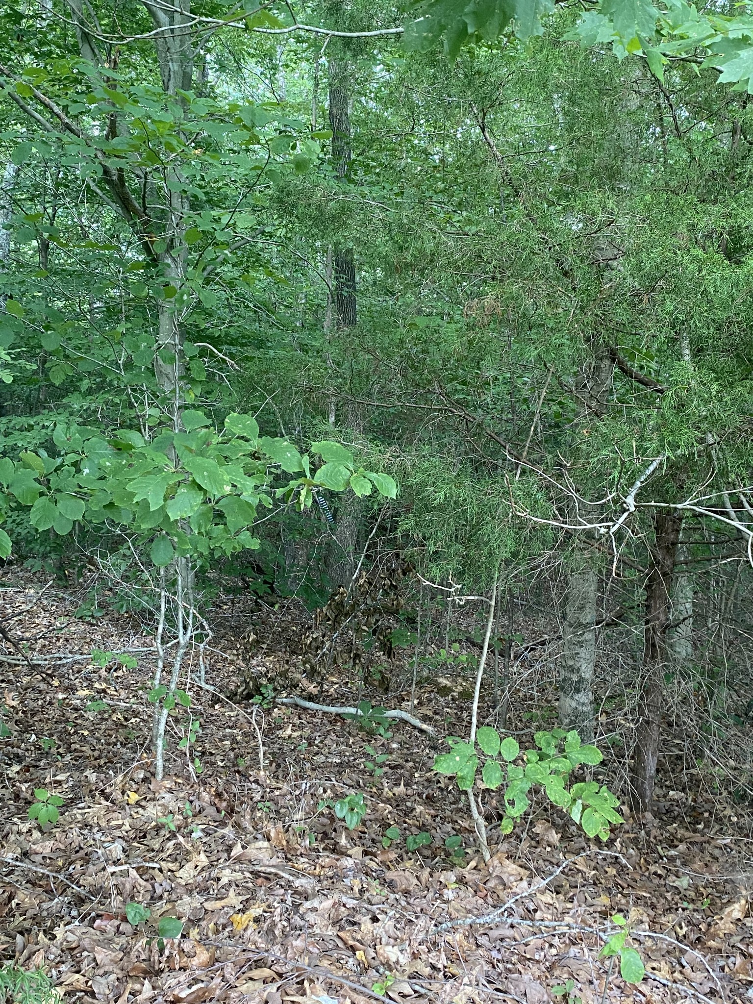 124 Little Pond Road Big Rock, TN 37023 - Photo 14 of 16 Gallery Image 14
