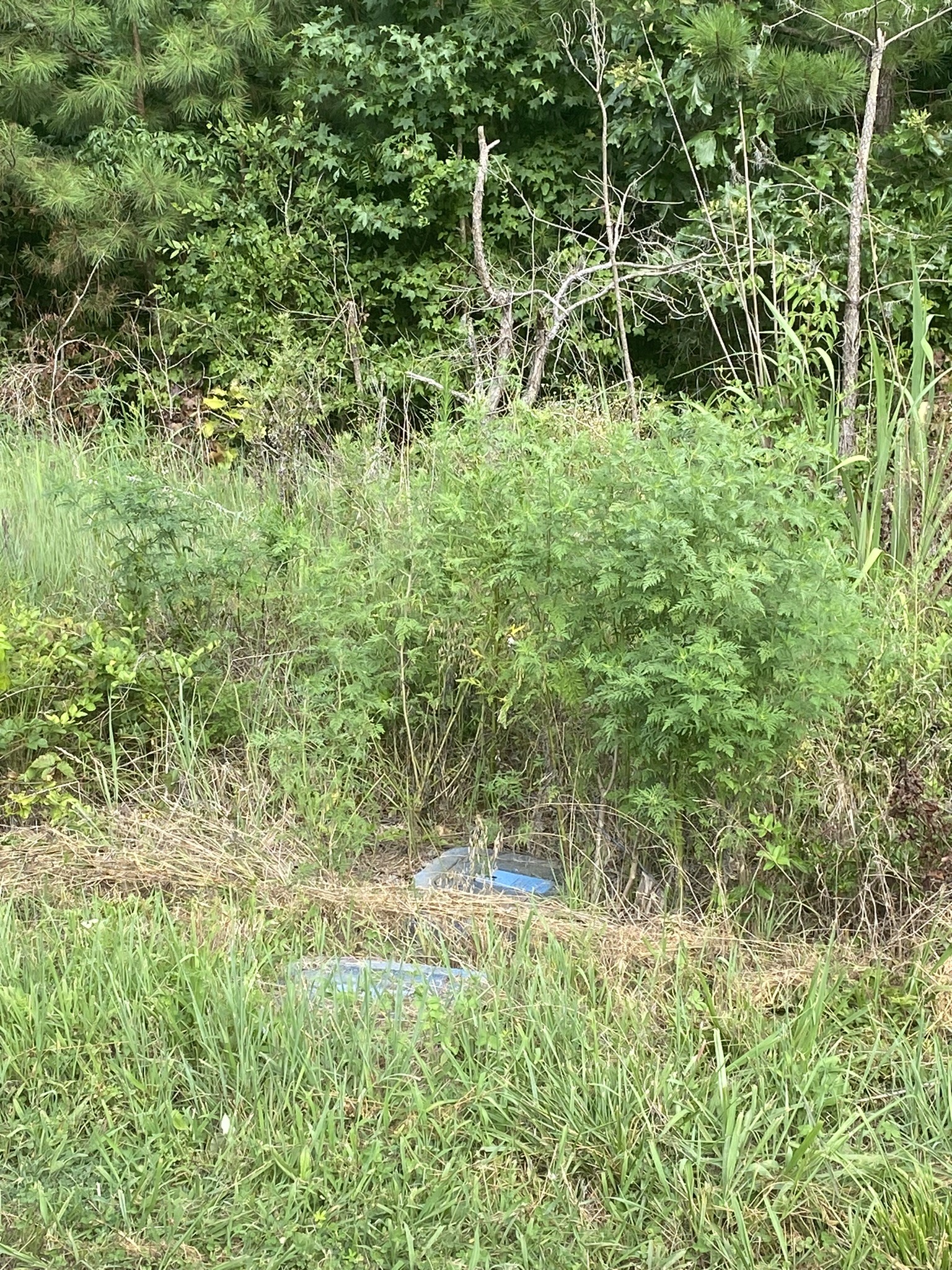 124 Little Pond Road Big Rock, TN 37023 - Photo 5 of 16 Gallery Image 5